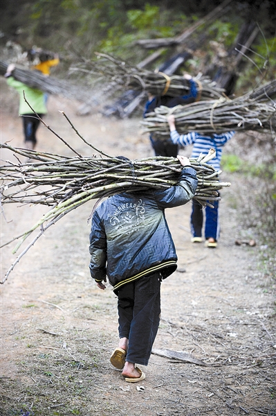 在广西河池市大化瑶族自治县大化镇龙马村,孩子们上山扛柴火回学校